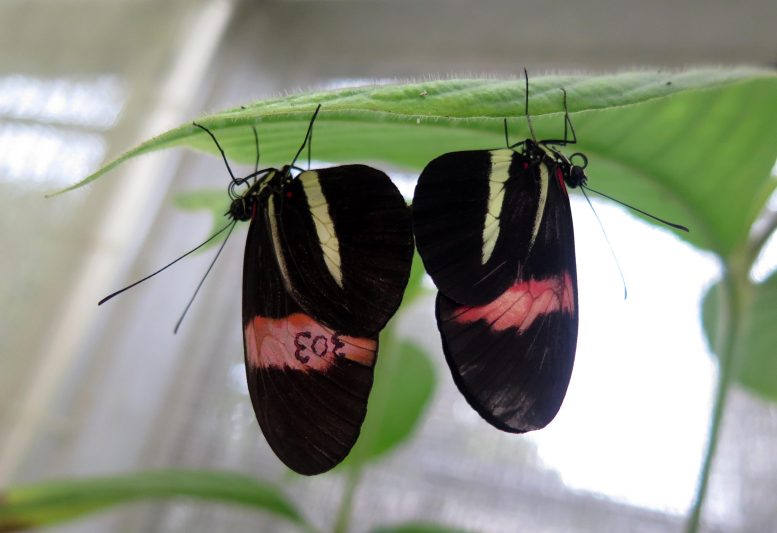 抗春药：雄性蝴蝶在性交时用排斥性气味标记伴侣，以“关闭”其他求婚者