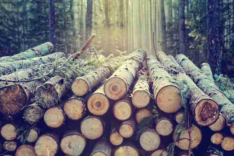 可持续塑料：科学家用木材中的糖制造多功能聚合物