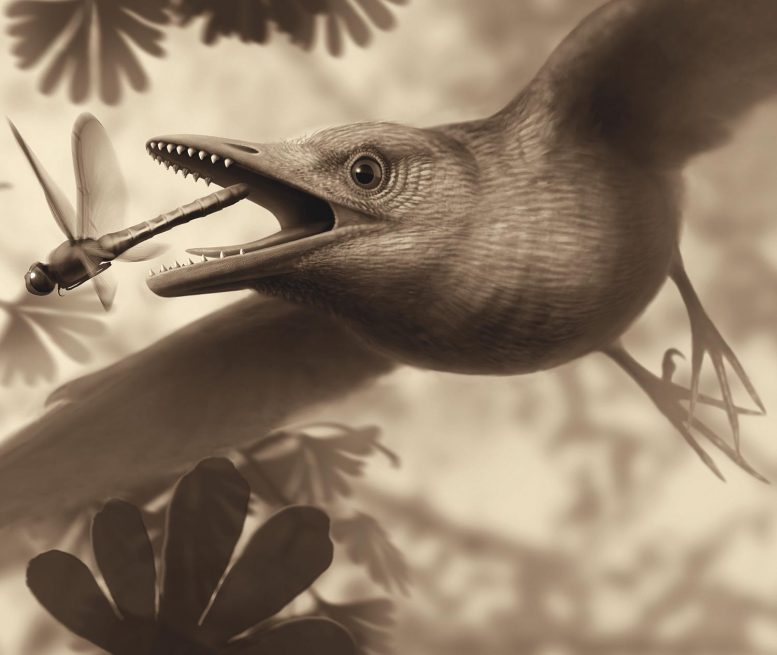 在化石鸟的胃中发现的晶体使其饮食的奥秘变得复杂