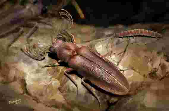 白垩纪的琥珀化石为甲虫的生物发光演化提供了依据。