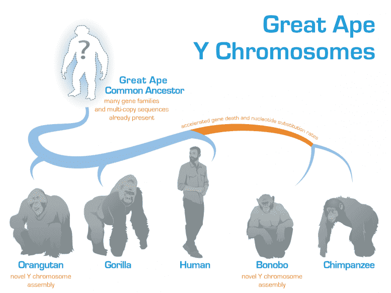遗传分析揭示了大猿中神秘Y染色体的演变