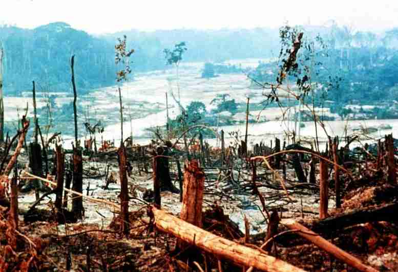 正式的“保护区”名称可以减少森林砍伐的速度，但不能防止森林砍伐