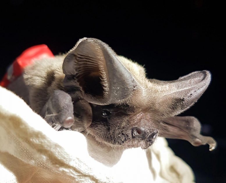 科学家发现快速飞行的蝙蝠如何能够达到1600多米的高空