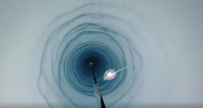 意外的生活：奇怪的生物意外发现了南极洲的冰架下面很远