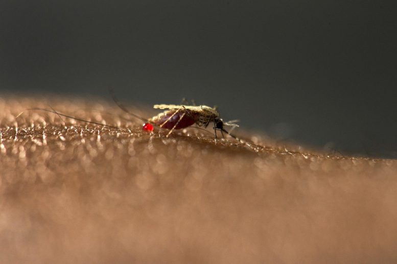 新的蚊子入侵非洲城市对当地疟疾株高度易感