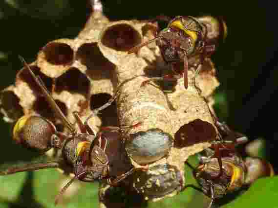 热带纸黄蜂母亲为邻近的巢穴