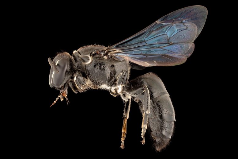 100年后发现罕见的澳大利亚天然蜜蜂