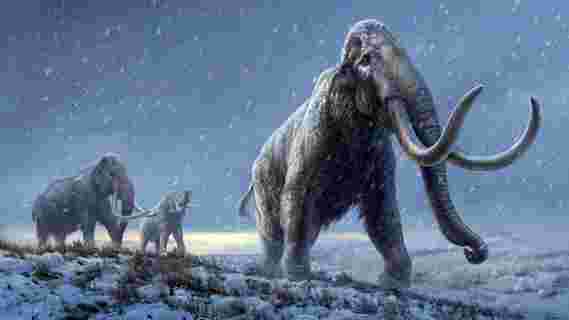 世界上最古老的DNA  -  120万岁 - 揭示了猛犸象的发展方式