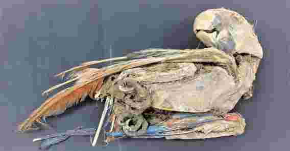考古学家发现的木乃伊鹦鹉指向古代阿塔卡马沙漠中的贸易
