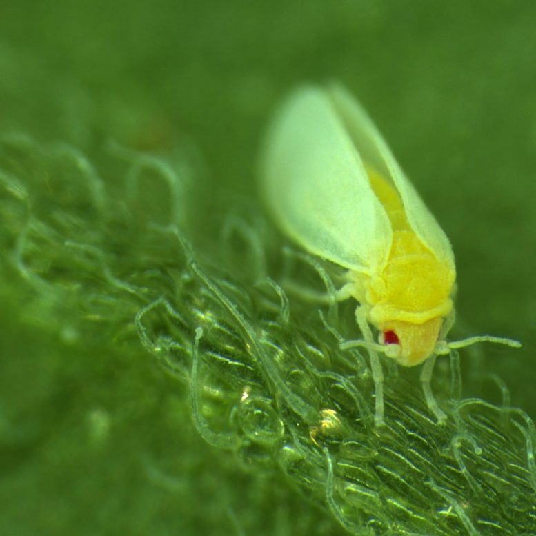 类似于蚜虫的昆虫从植物中窃取了DNA –基因保护它们免受叶毒素的侵害