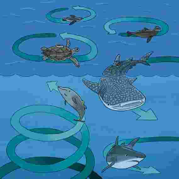 通过神秘的盘旋行为陷入鲸鱼，鲨鱼，企鹅和海龟的研究人员