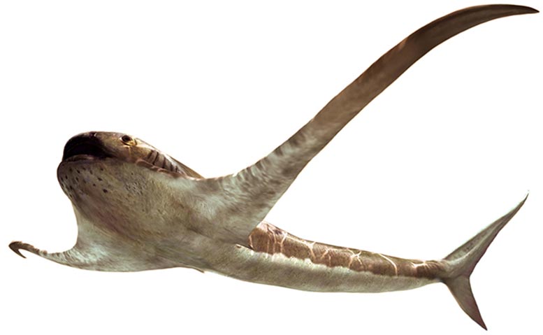 在白垩纪海域发现了一个奇特的，有翼的“鹰鲨”