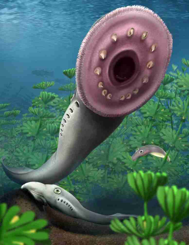 化石鱼幼虫的发现挑战了人们公认的脊椎动物起源理论