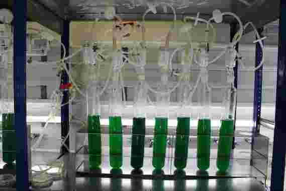 微生物学家修改细菌以生产气候中性和可快速降解的生物塑料