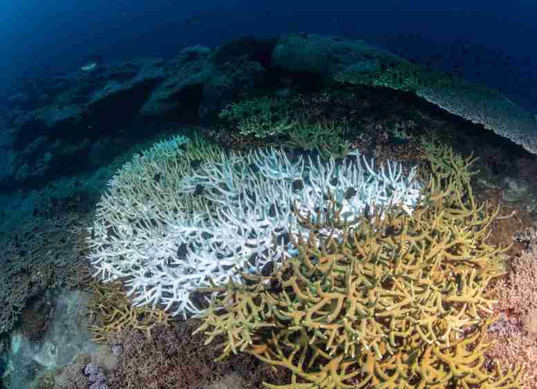 迫切需要更多关于防晒霜对珊瑚礁的影响的研究