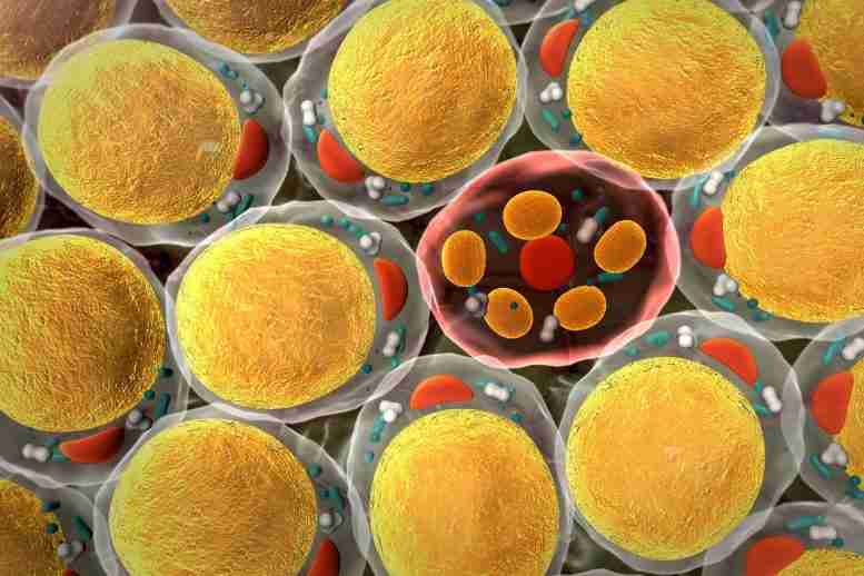 在核灾害的情况下：源自脂肪展示的干细胞作为大规模辐射暴露的治疗方法