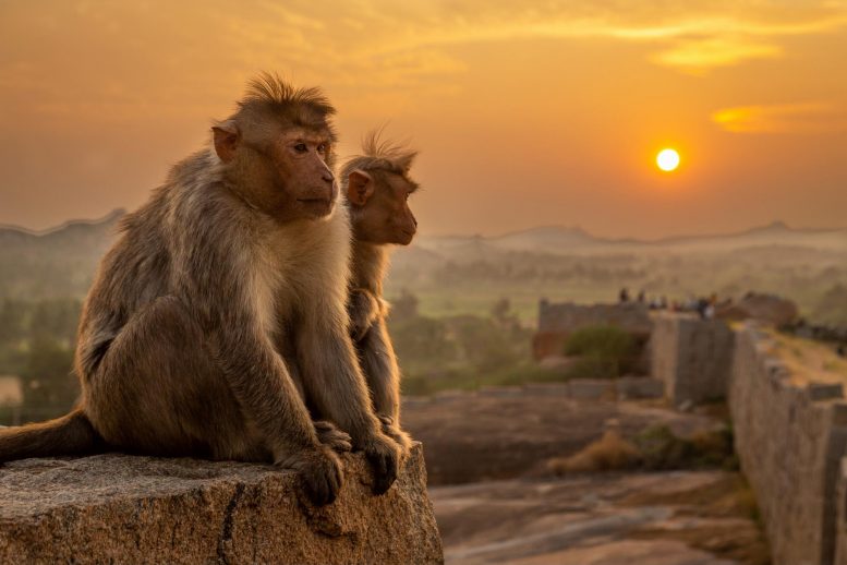 巧妙的实验表明猴子有意识地体验着人们所做的方式