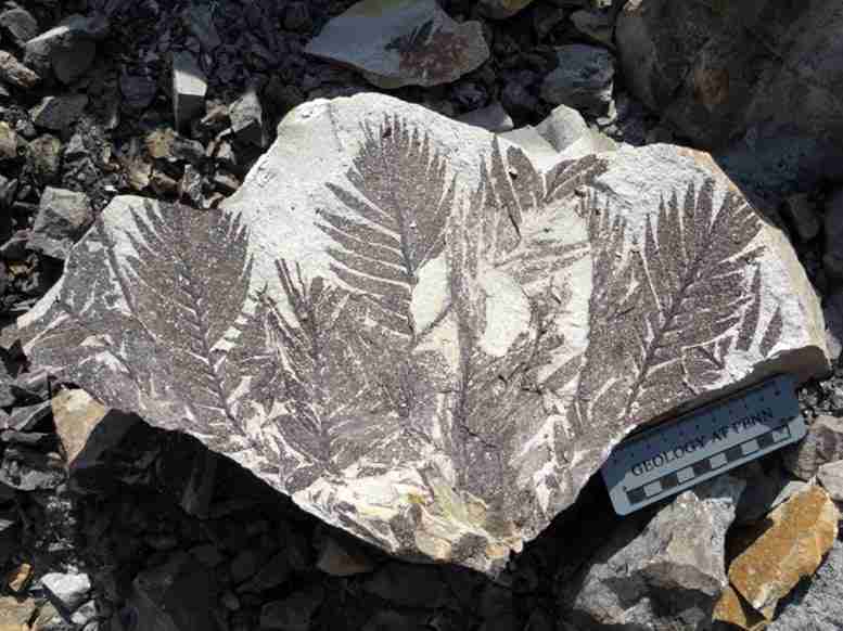 “史前植物的庞贝城”揭示了进化的秘密-火山灰中保存的壮观的化石植物