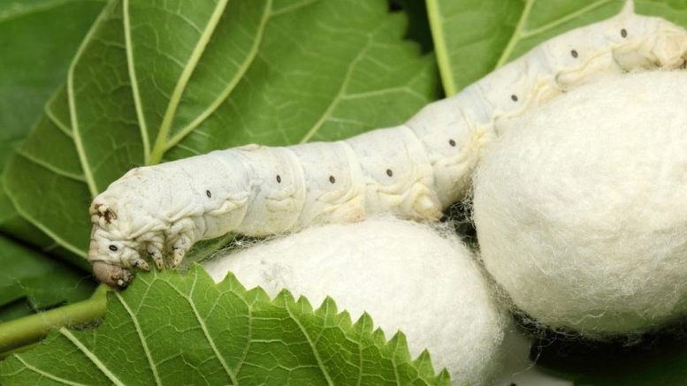 改变家蚕的饮食，使蚕丝的纺丝能力提高2倍