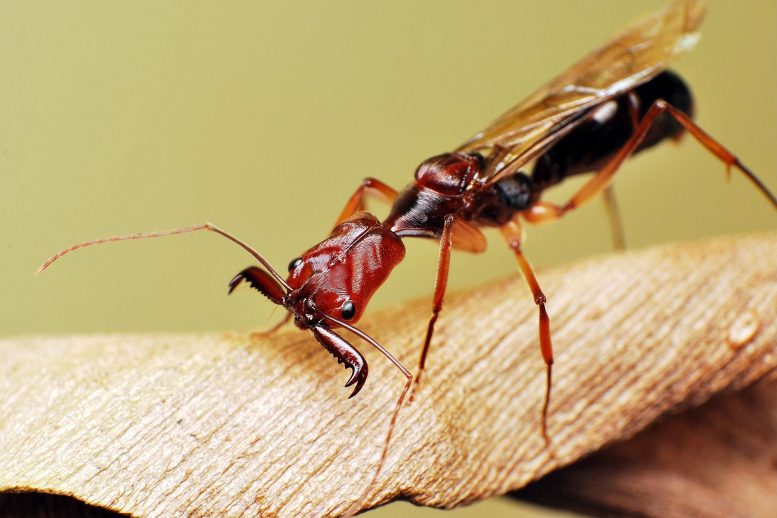 自然世界中最快的颌爪之一的演变：在陷阱钳口蚂蚁之前的功能