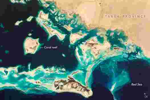红海雨林：沙特阿拉伯沿海地区的珊瑚礁生态系统蓬勃发展