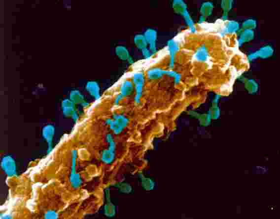 噬菌体中的“隐藏”基因可能是开发新抗生素的关键