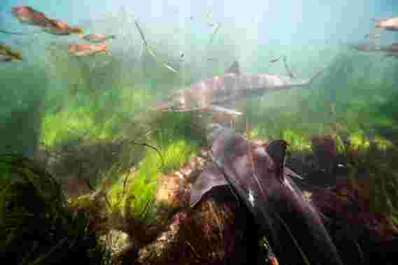 研究人员解锁汤芬鲨鱼迁徙和繁殖的奥秘