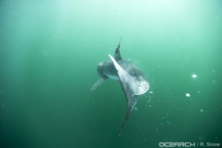 尖端3D卫星技术显示这些婴儿巨大的白鲨，喜欢靠近纽约