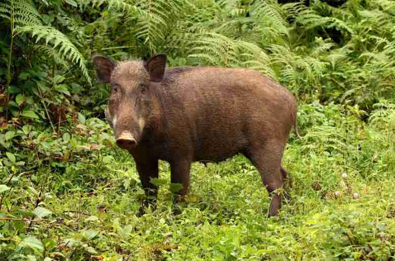白银沉浮：“破坏性”野猪实际上有助于建立雨林