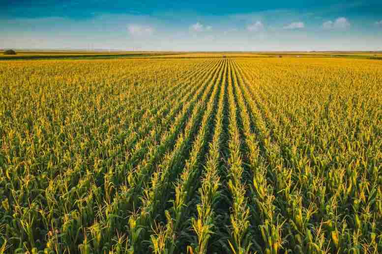 超过三分之一的玉米带农田完全失去了富碳的表土