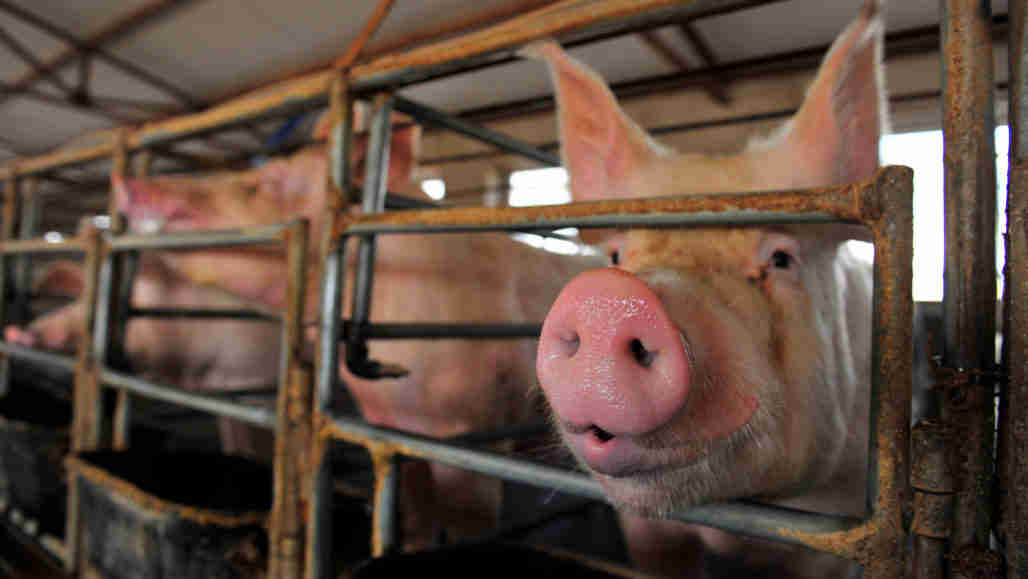 4个理由不担心新闻中的“新”猪流感